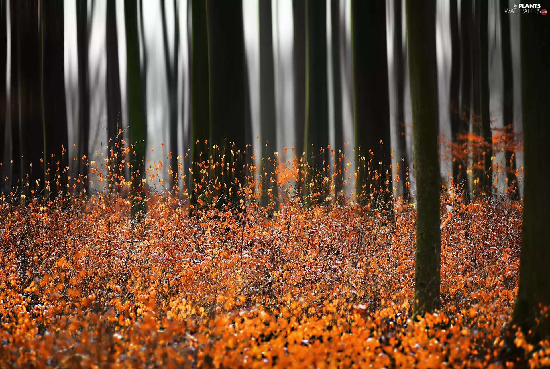 Bush, trees, Leaf, viewes, forest, Twigs, autumn