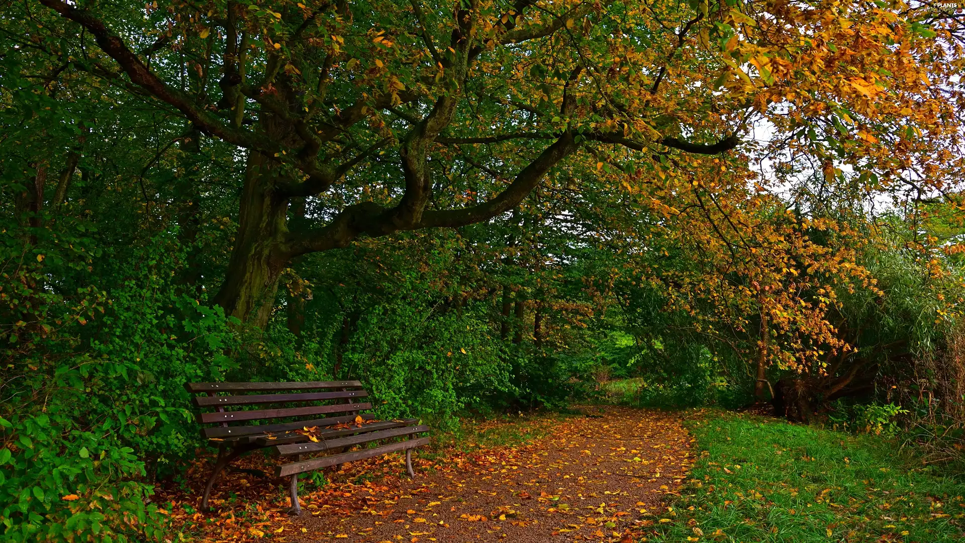 Bench, trees, Leaf, viewes, Park, Path, autumn