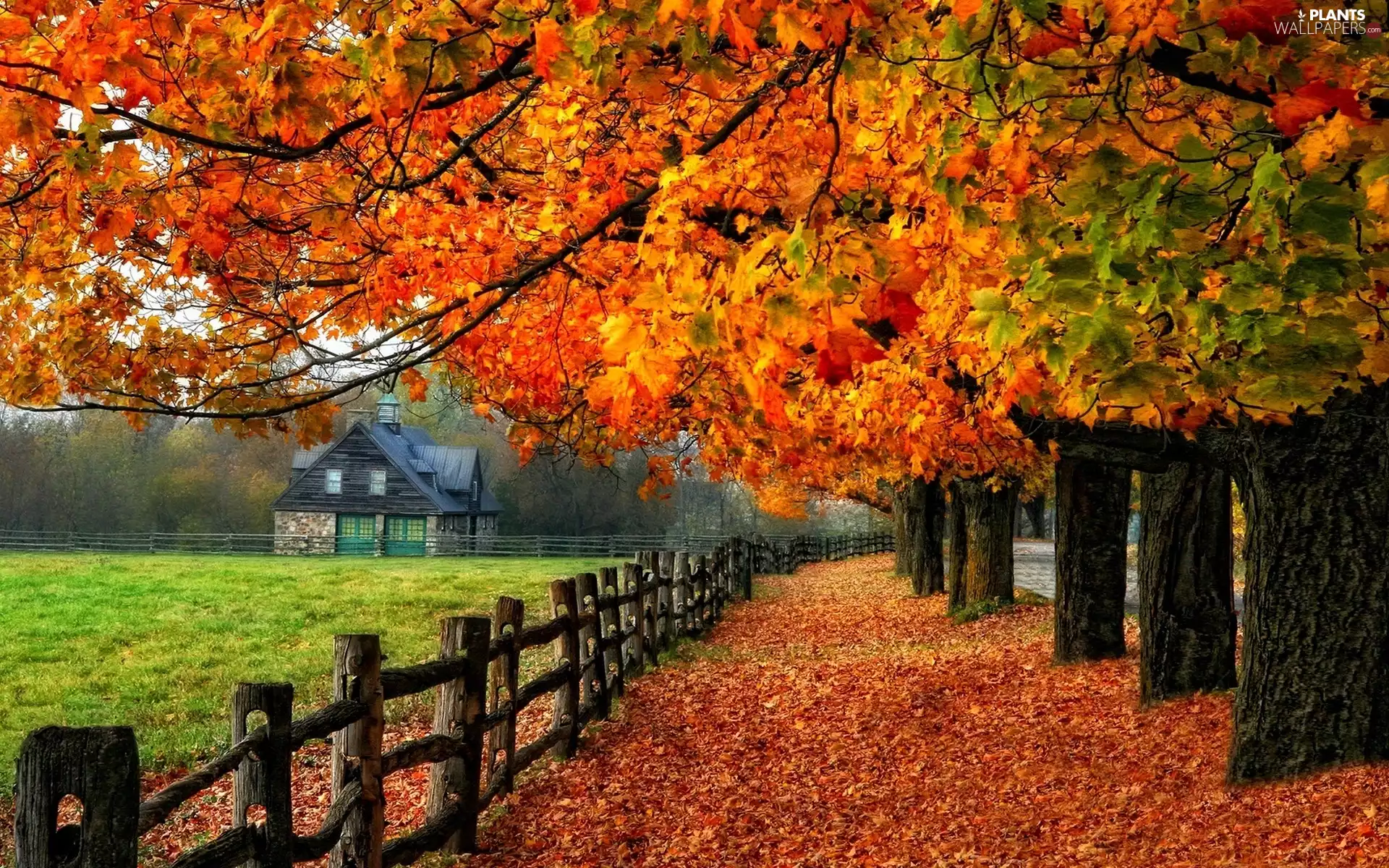 house, trees, Leaf, viewes, Way, fence, autumn