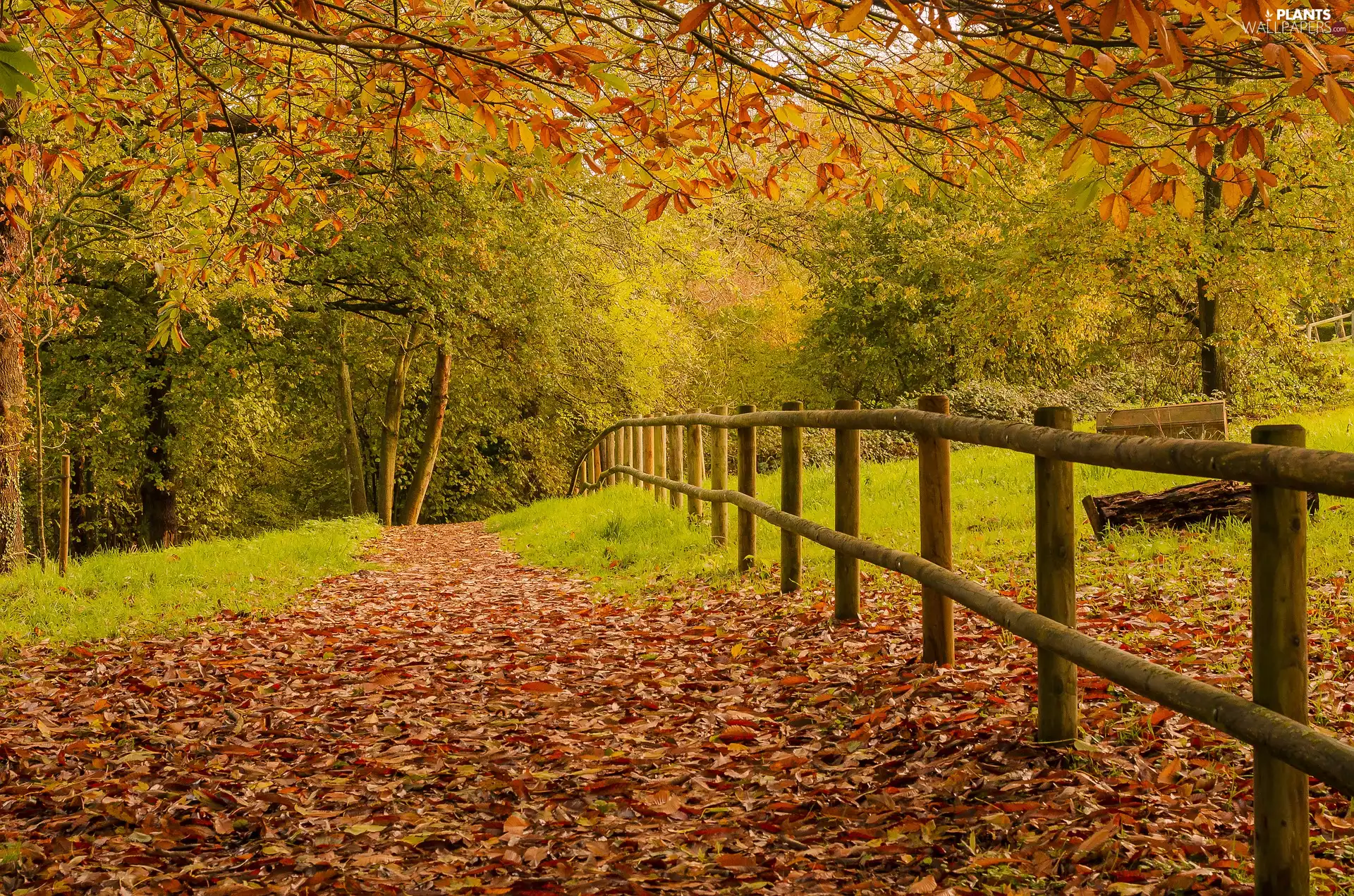 Way, trees, Leaf, viewes, autumn, fallen, fence