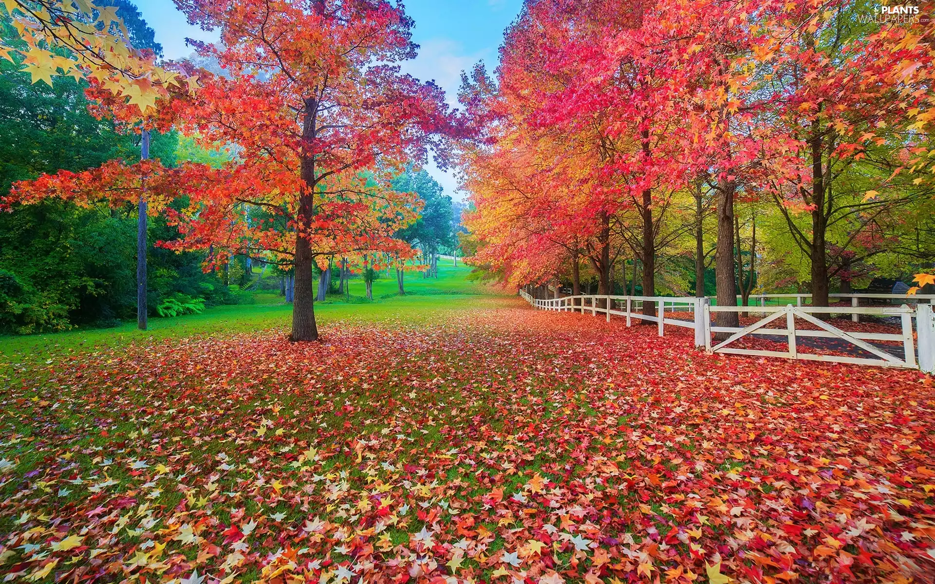autumn, trees, Leaf, viewes, Park, fallen, fence