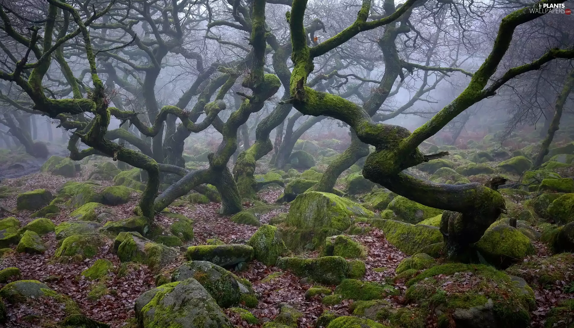 mossy, trees, Leaf, viewes, forest, Stones, Fog