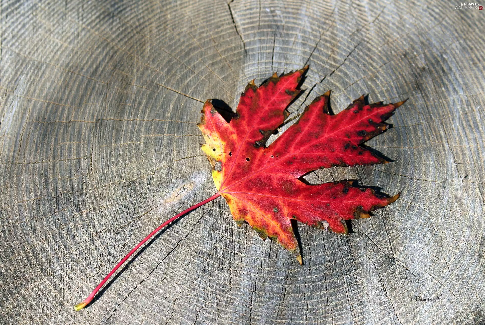 maple, Autumn, trees, viewes, trunk, leaf