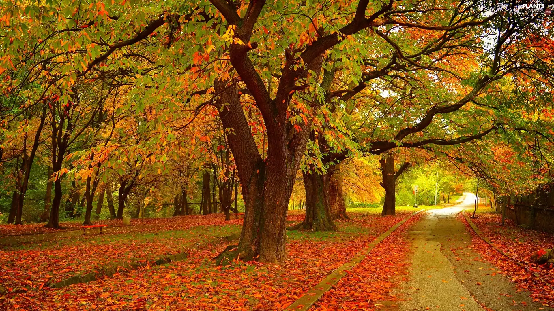 autumn, trees, Leaf, viewes, Park, color, Path