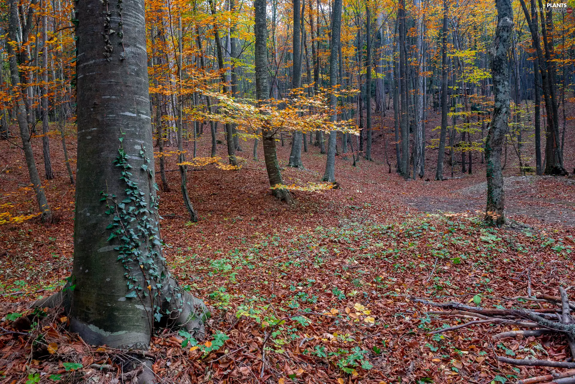 forest, trees, Leaf, viewes, autumn, fallen, Plants