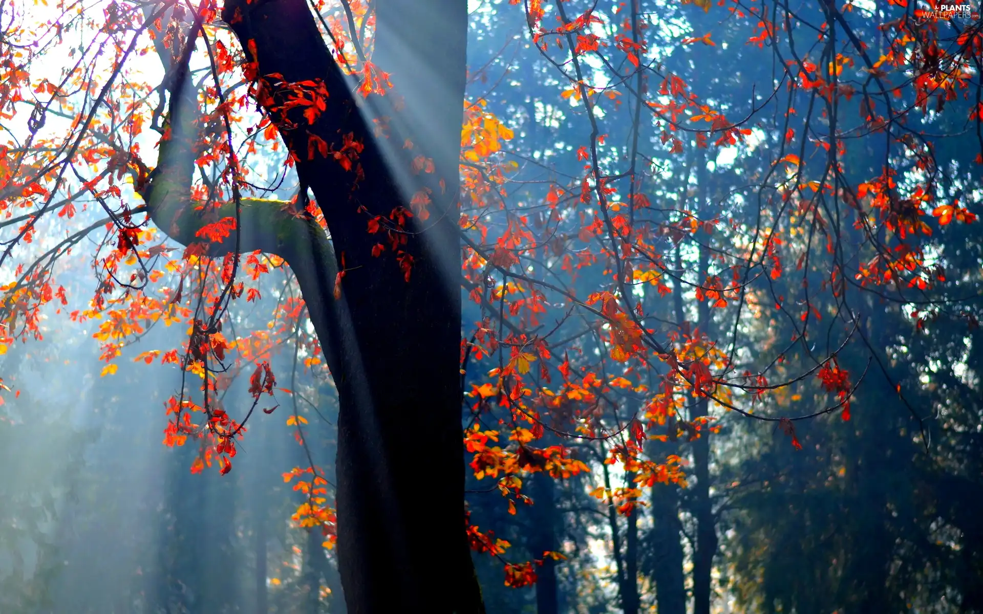 rays of the Sun, viewes, Leaf, trees