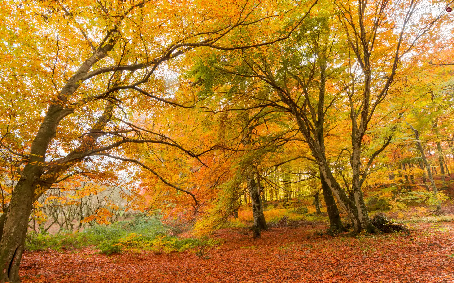 forest, trees, Leaf, viewes, autumn, Yellow, VEGETATION