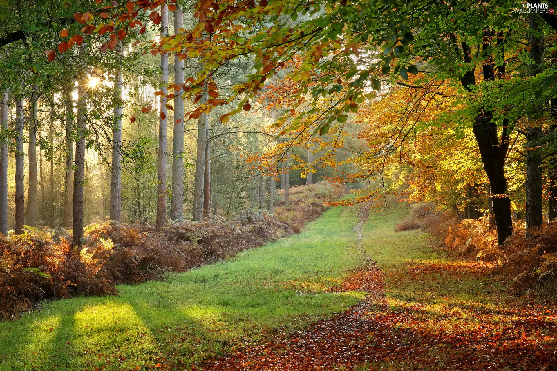 fern, trees, Leaf, viewes, forest, autumn, VEGETATION