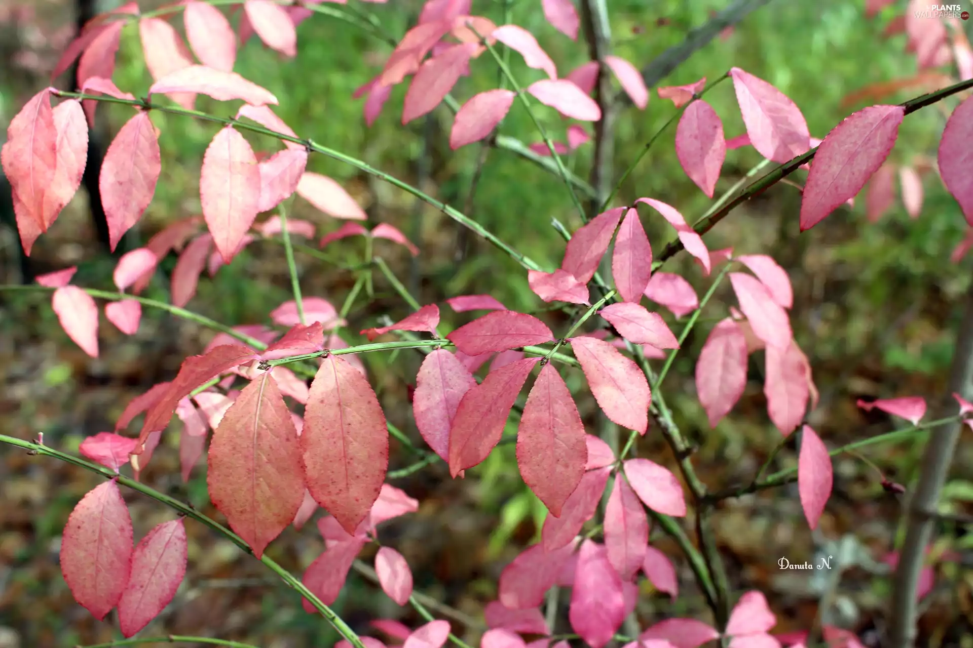 Pink, Autumn, trees, viewes, Twigs, leaves