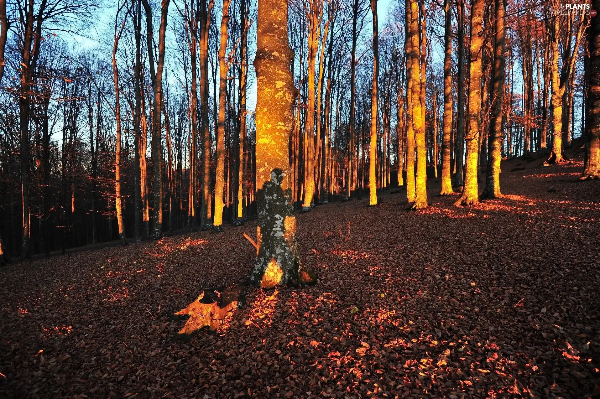 trees, forest, viewes, autumn, flash, luminosity, ligh, sun, Przebijające