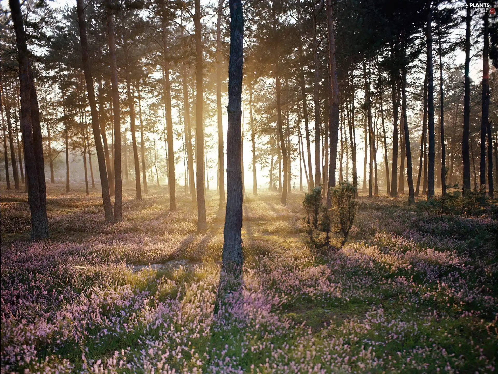 trees, illuminated, viewes, forest, flash, luminosity, ligh, sun, Przebijające