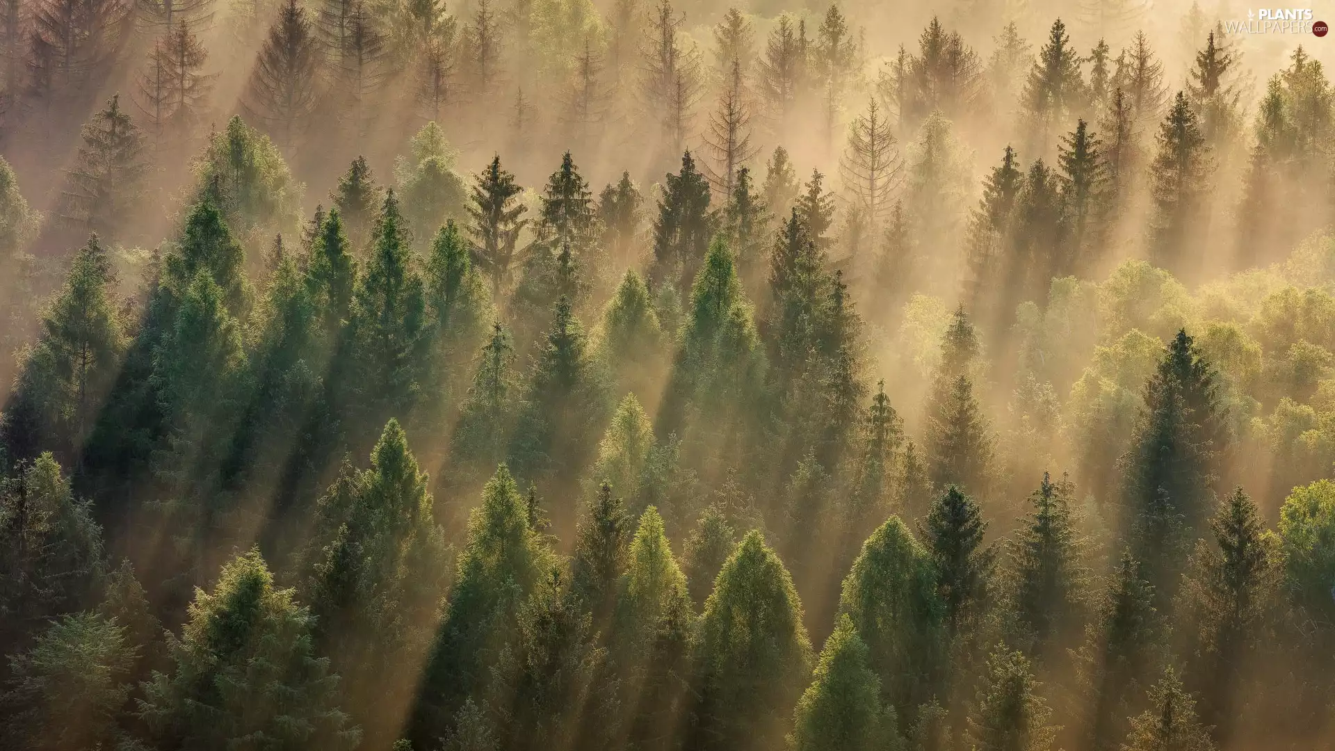 trees, forest, Fog, green ones, Green, viewes, light breaking through sky