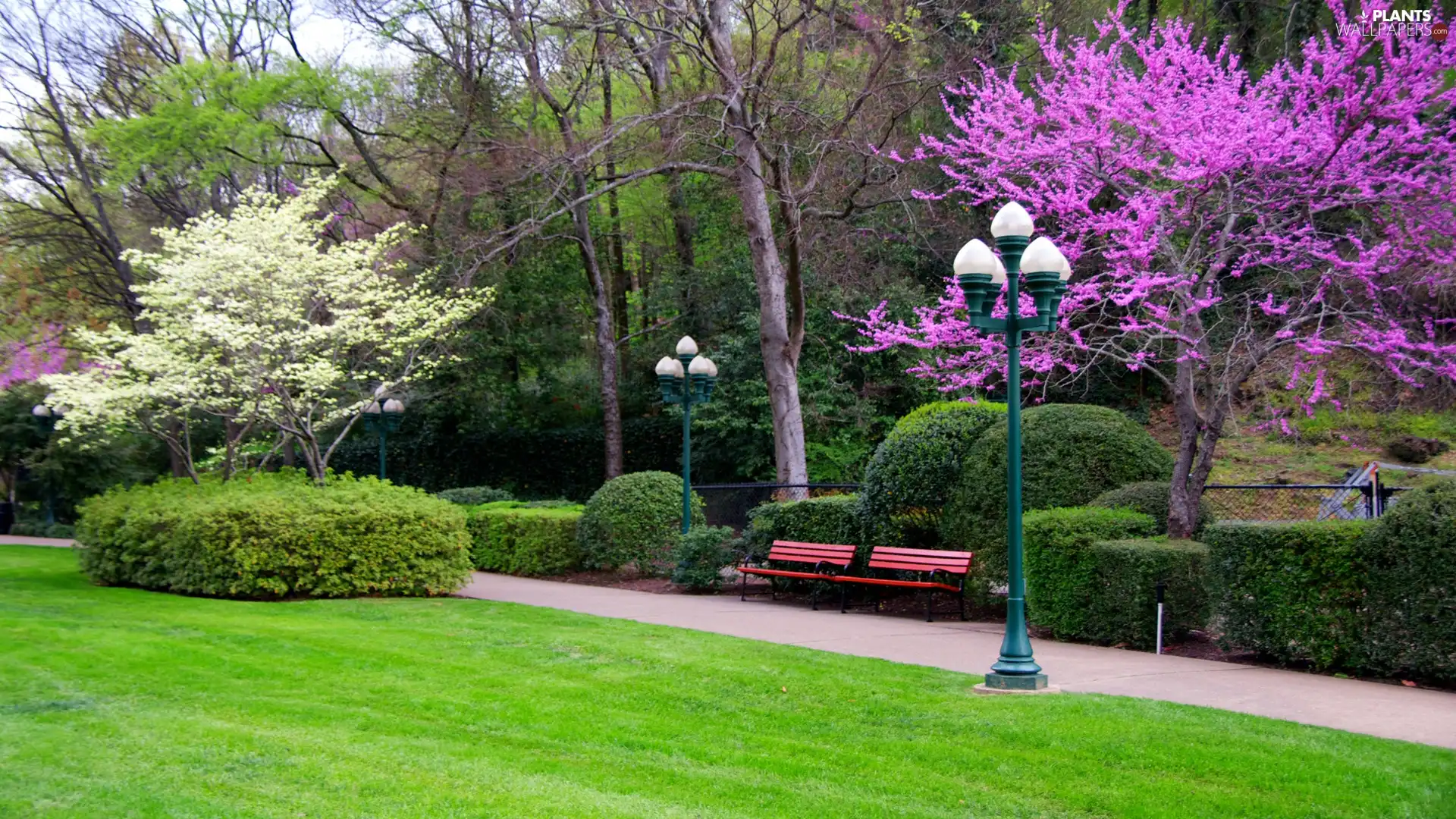 viewes, Lighthouse, flourishing, trees, Park