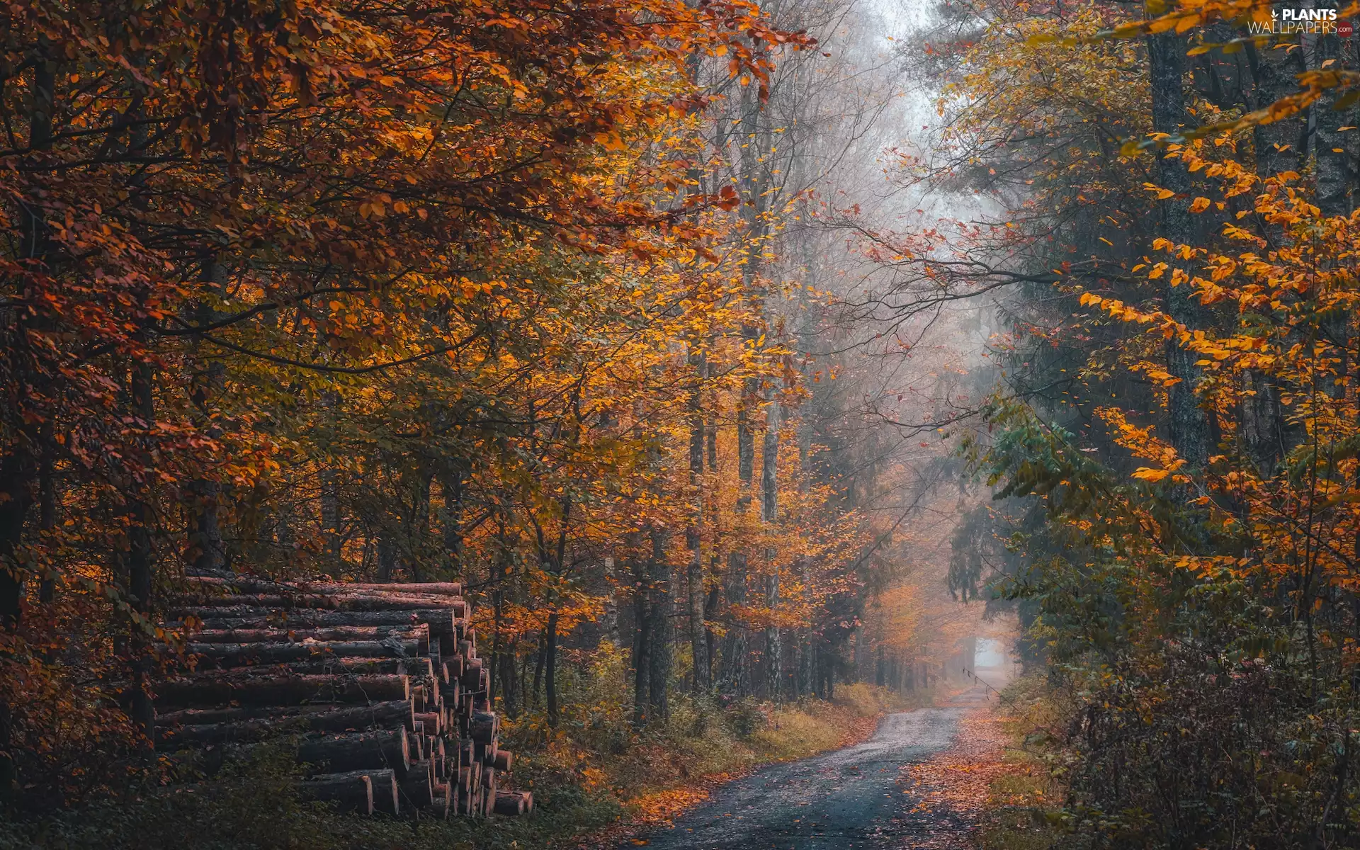 autumn, trees, Logs, viewes, forest, Way, Fog