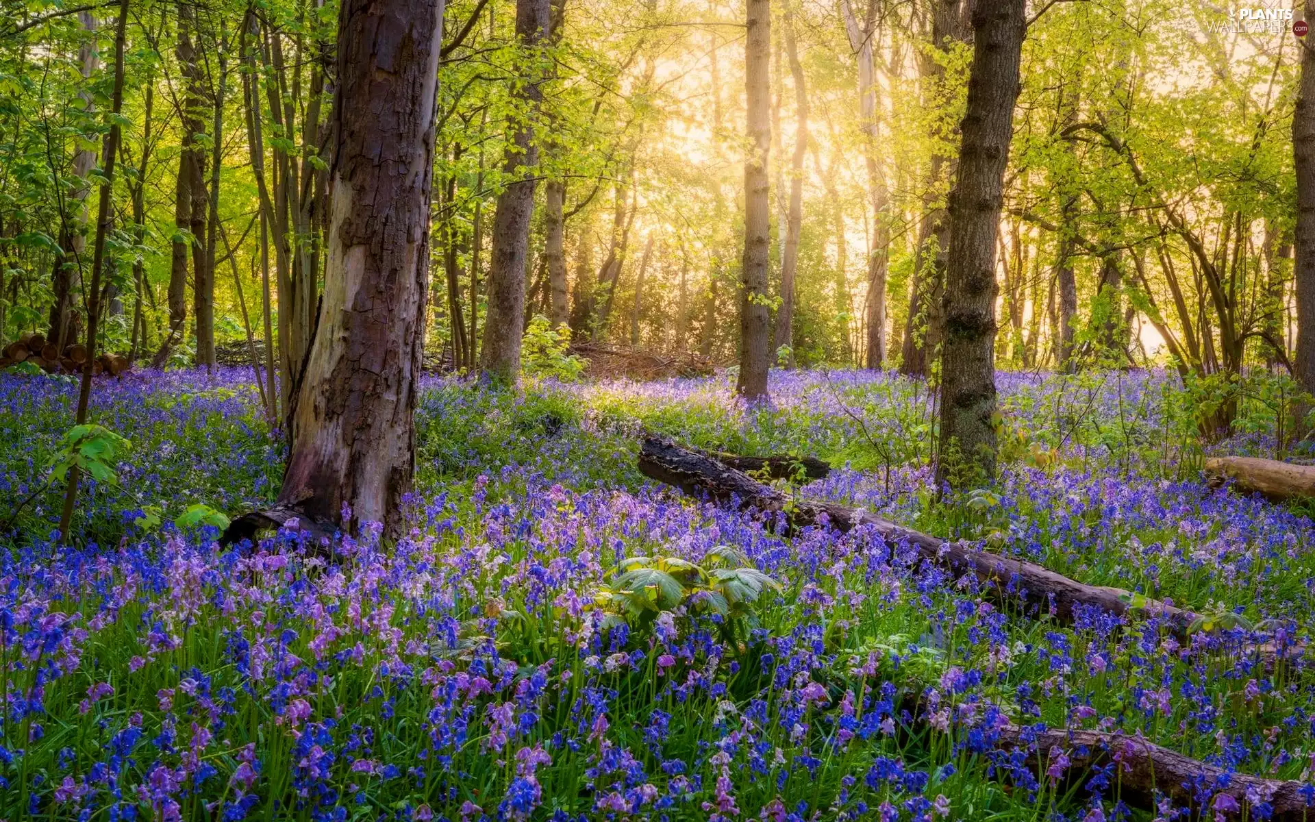 Flowers, trees, Logs, viewes, forest, Bluebells, Spring
