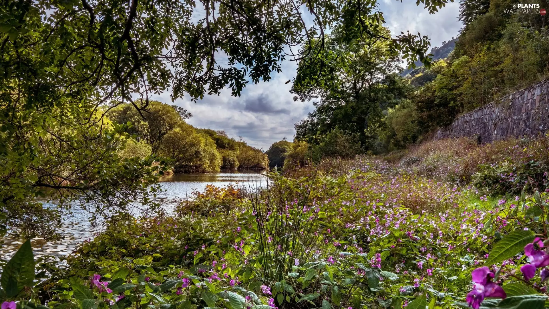 trees, viewes, Meadow, River, Flowers