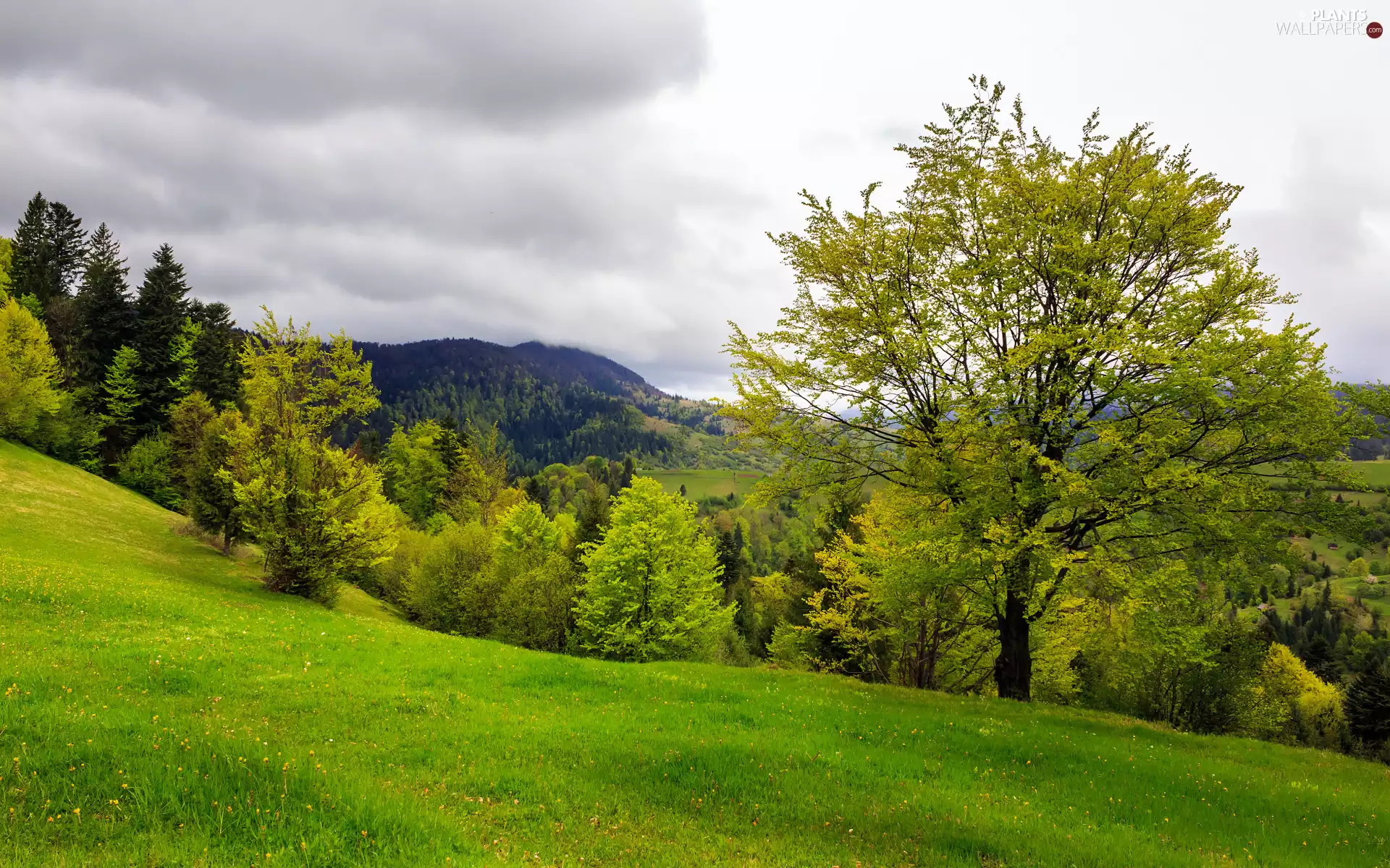 viewes, forest, grass, trees, Mountains, car in the meadow, clouds
