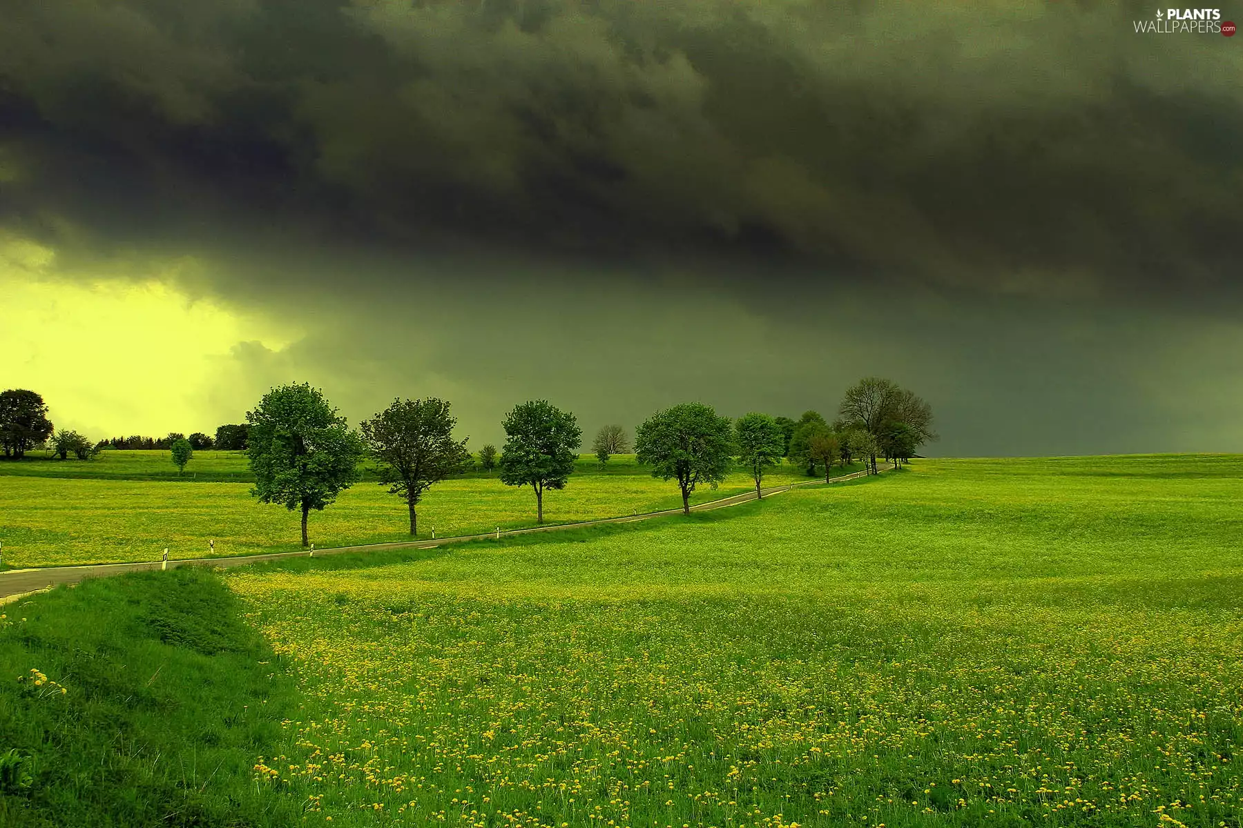 trees, viewes, Meadow, Sky, summer