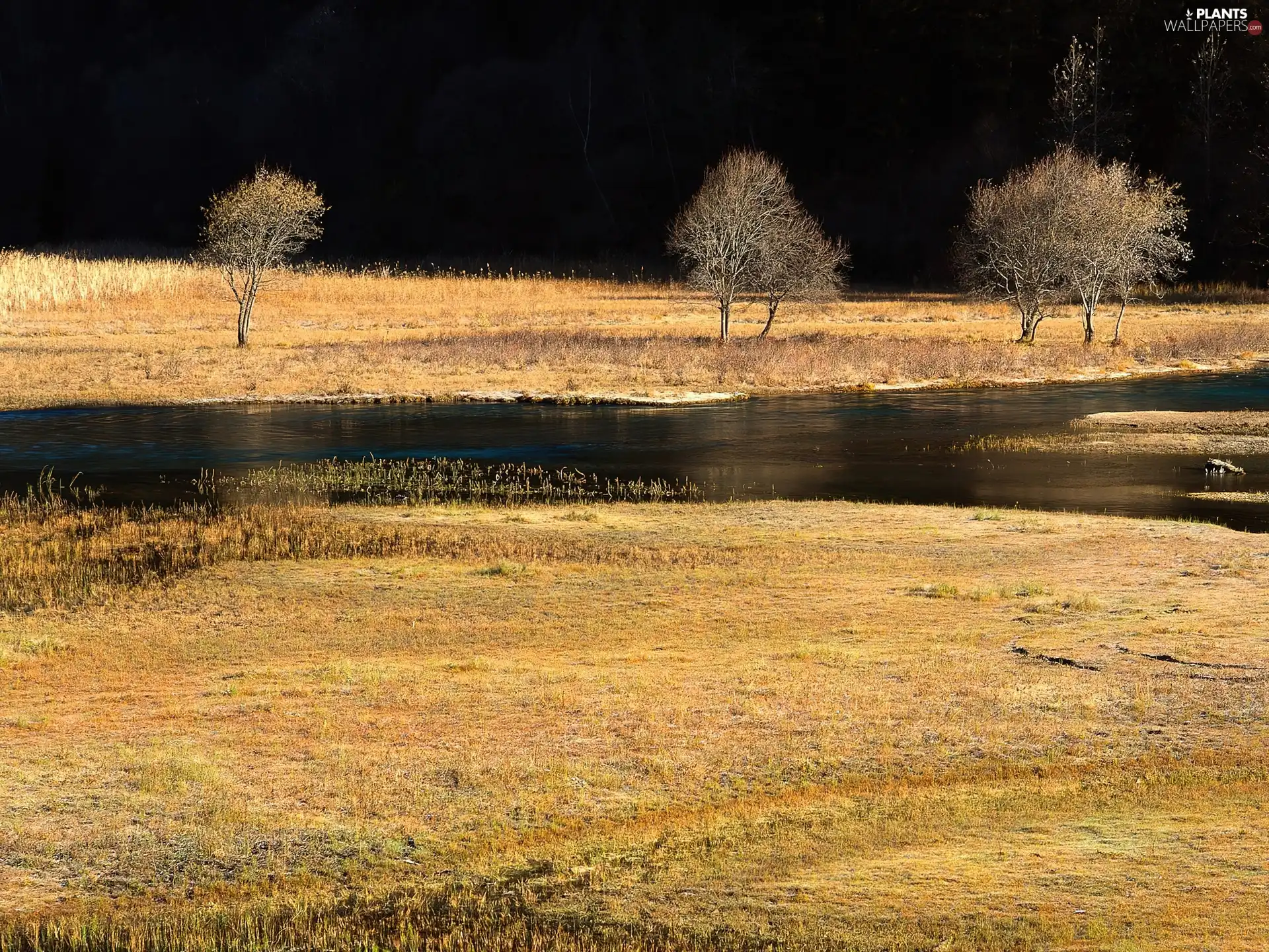 Meadow, trees, viewes, Autumn