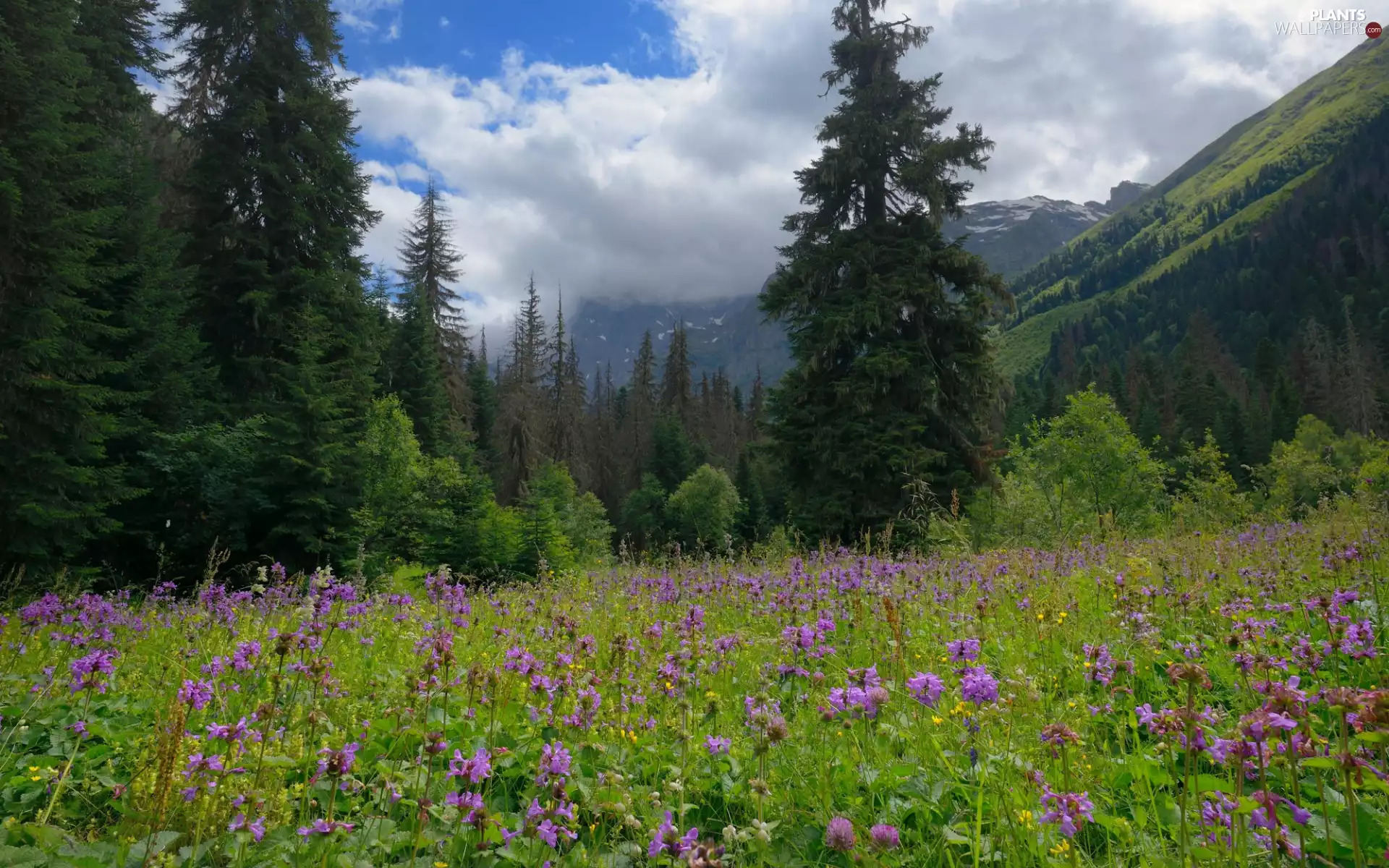grass, Mountains, trees, viewes, Flowers, Meadow