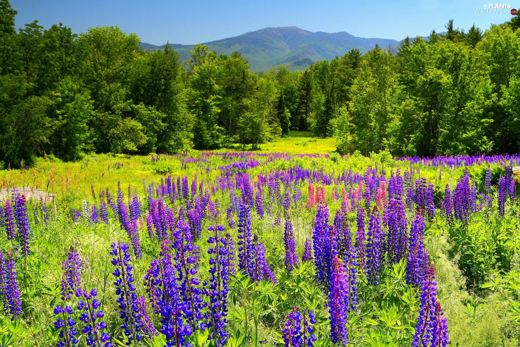 Meadow, trees, viewes, lupine