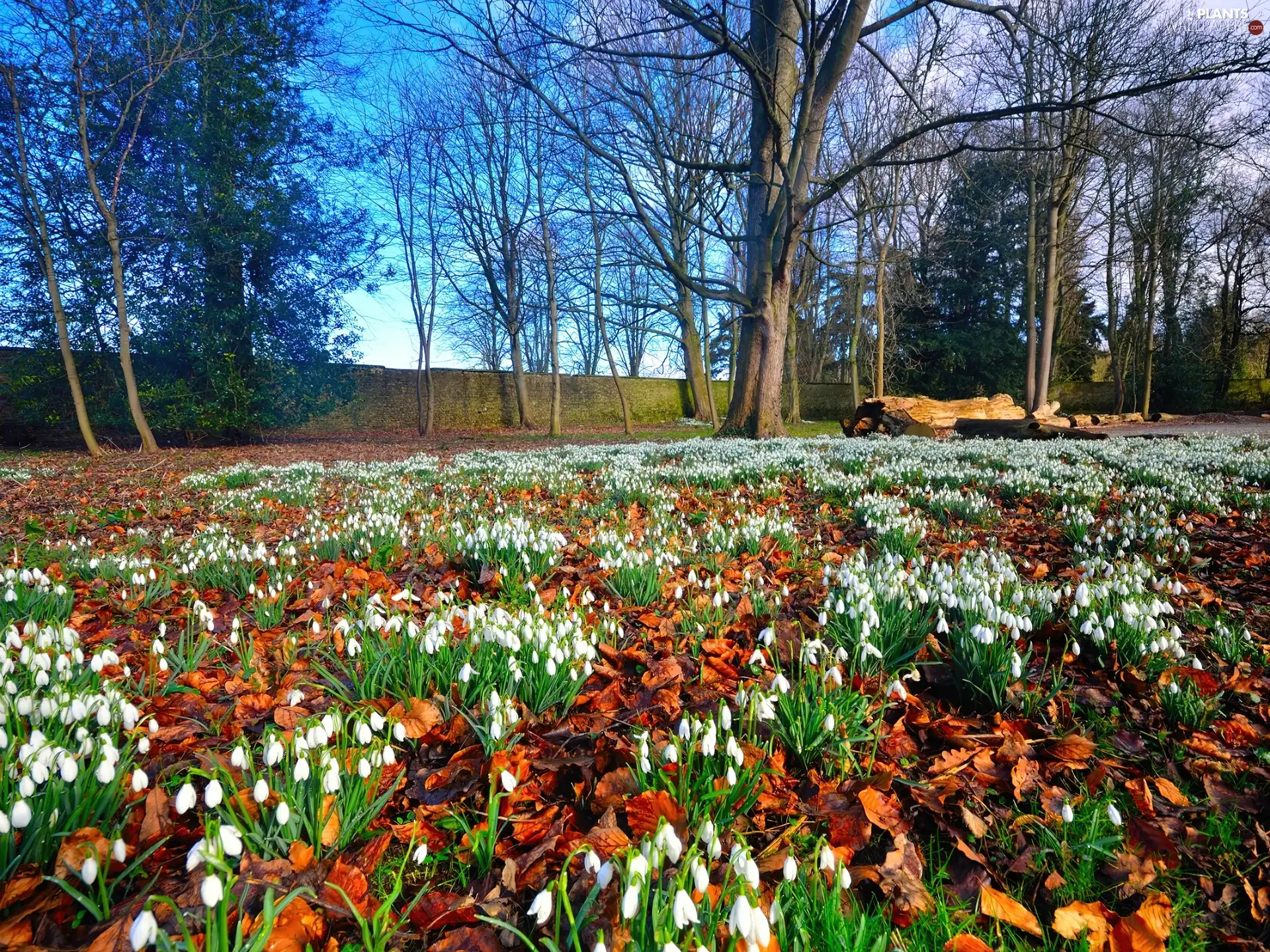 Meadow, trees, viewes, snowdrops