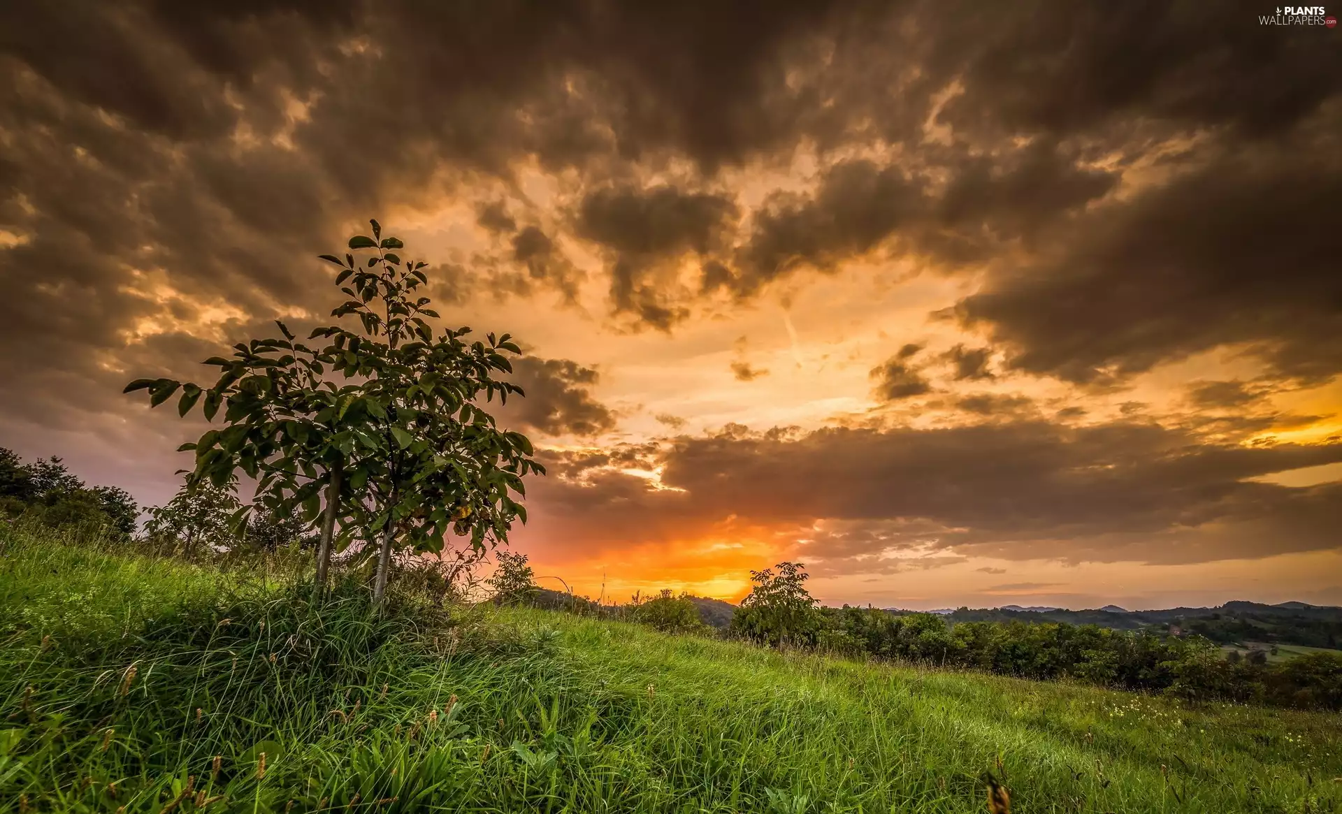 viewes, The Hills, Great Sunsets, trees, Meadow, clouds, Bush