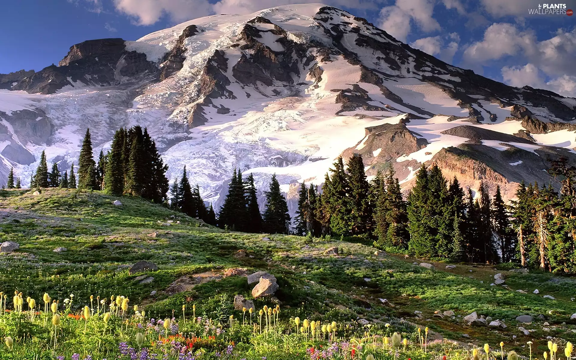 viewes, Mountains, VEGETATION, trees, Snowy, car in the meadow, Canada