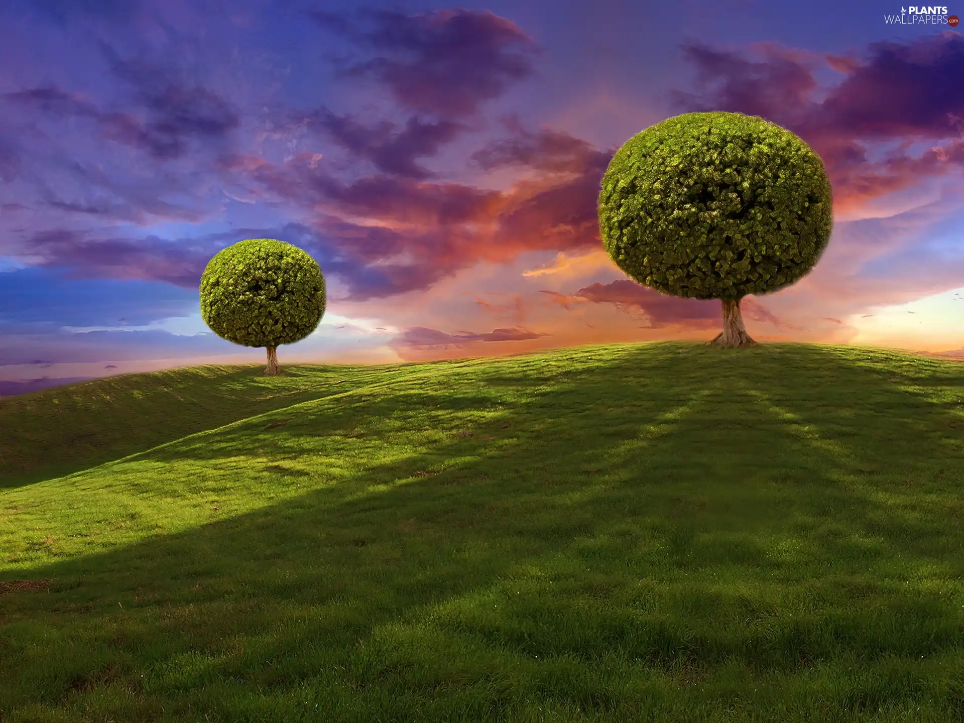 viewes, Meadow, sun, trees, west