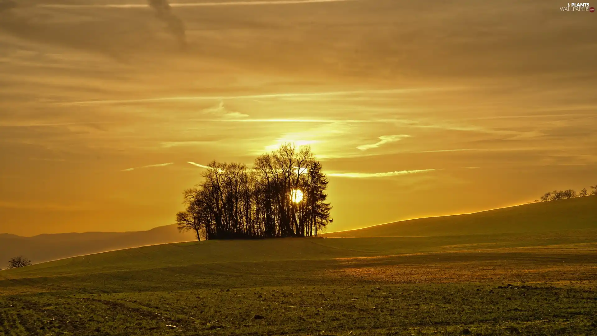 viewes, medows, sun, trees, west