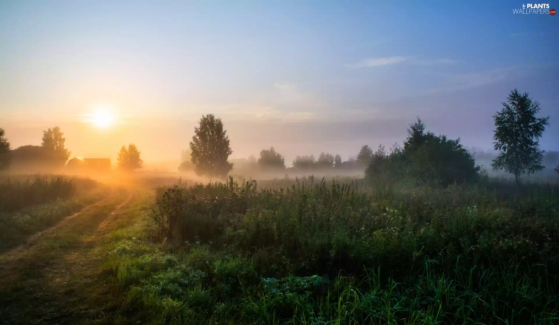 Meadow, grass, morning, trees, Sunrise, Fog, Way, viewes