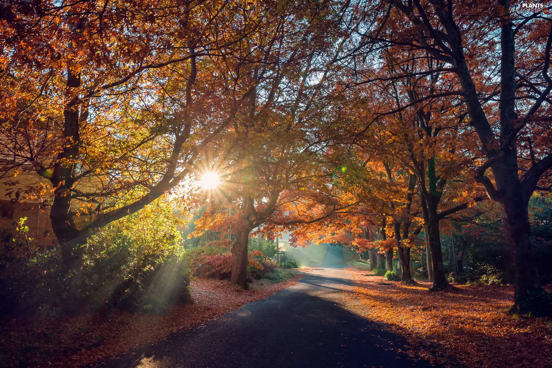 viewes, Way, rays of the Sun, morning, autumn, trees