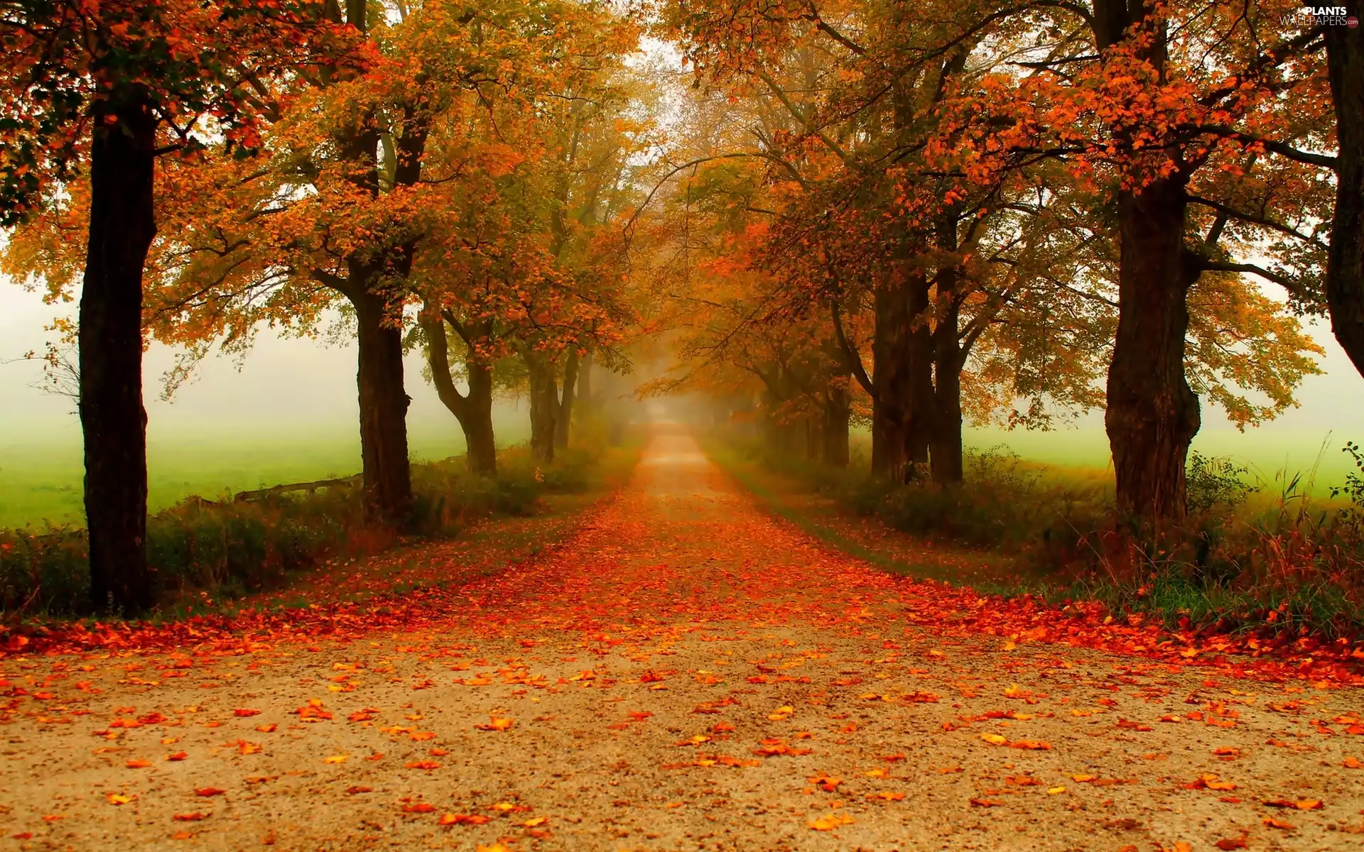 Fog, trees, morning, viewes, Way, Leaf, autumn