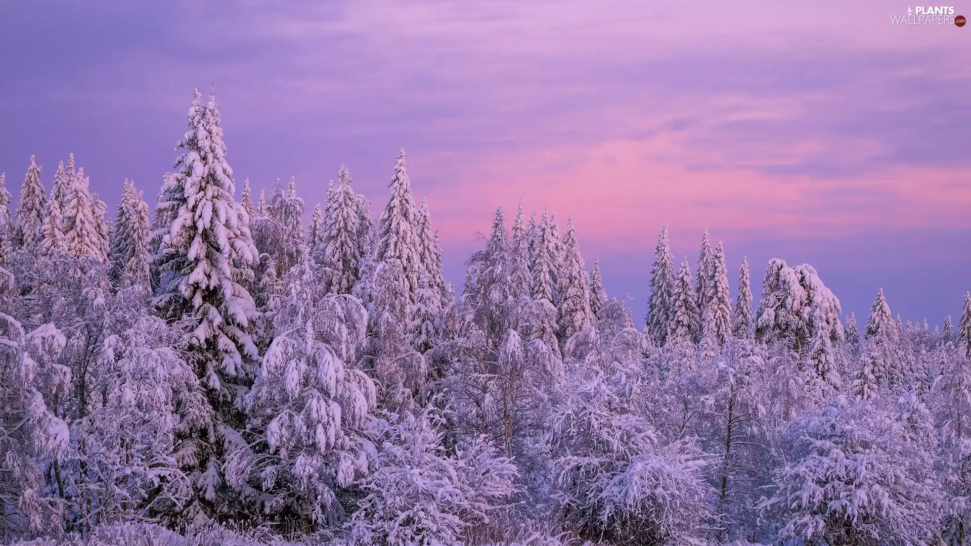 trees, viewes, morning, Snowy, winter