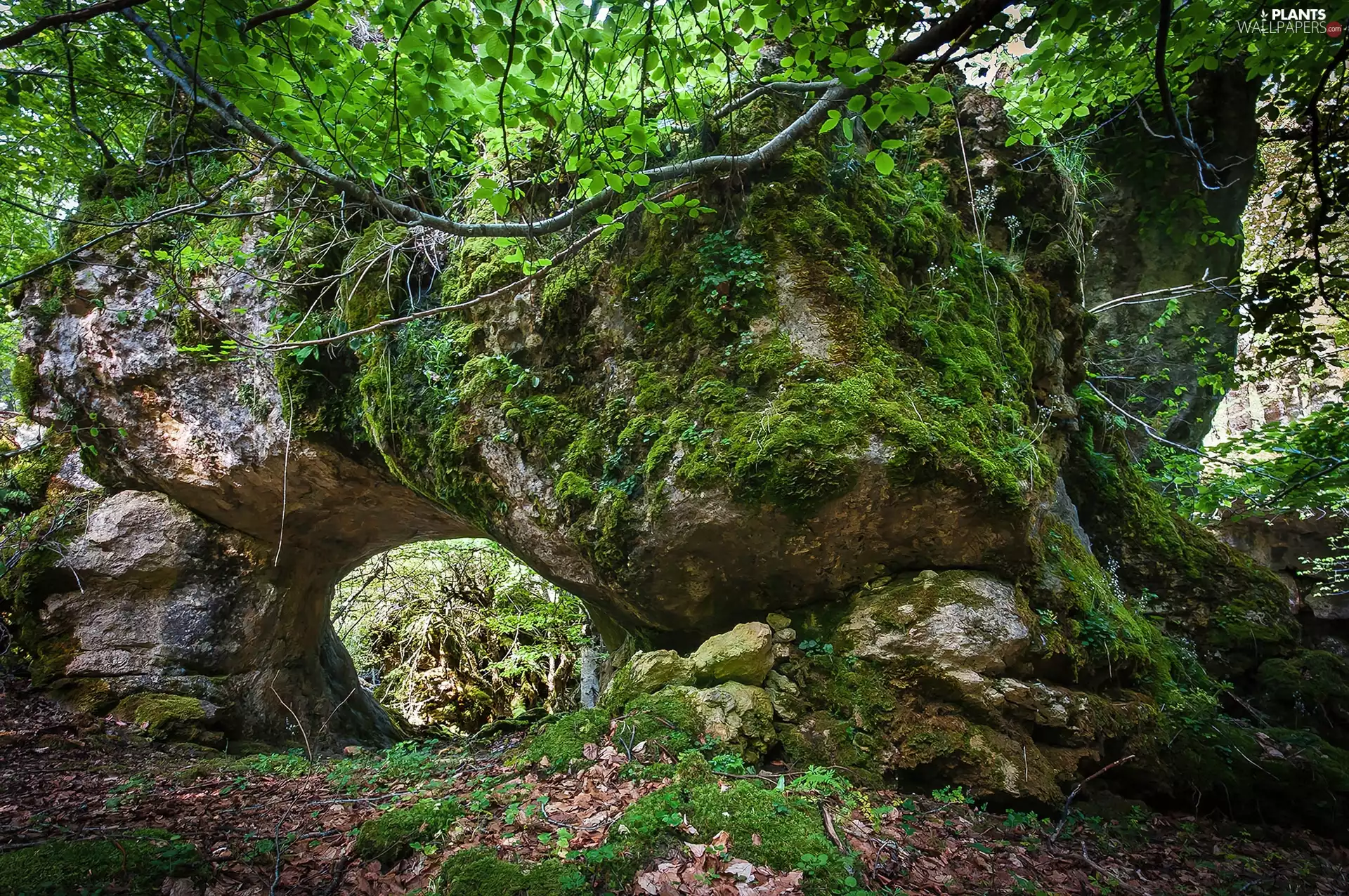 trees, viewes, Moss, forest, Rocks