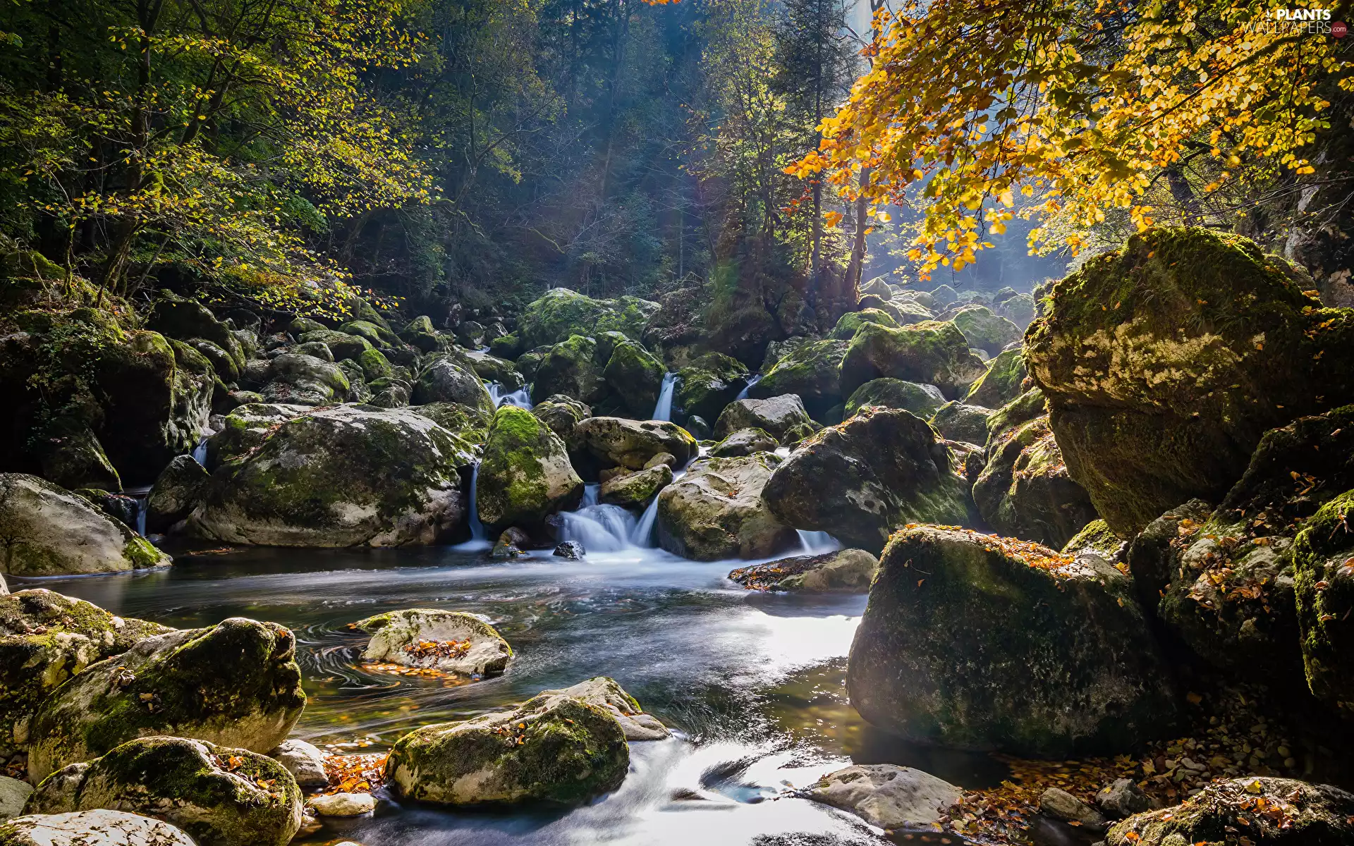 River flow, mossy, trees, Stones, autumn, forest, viewes