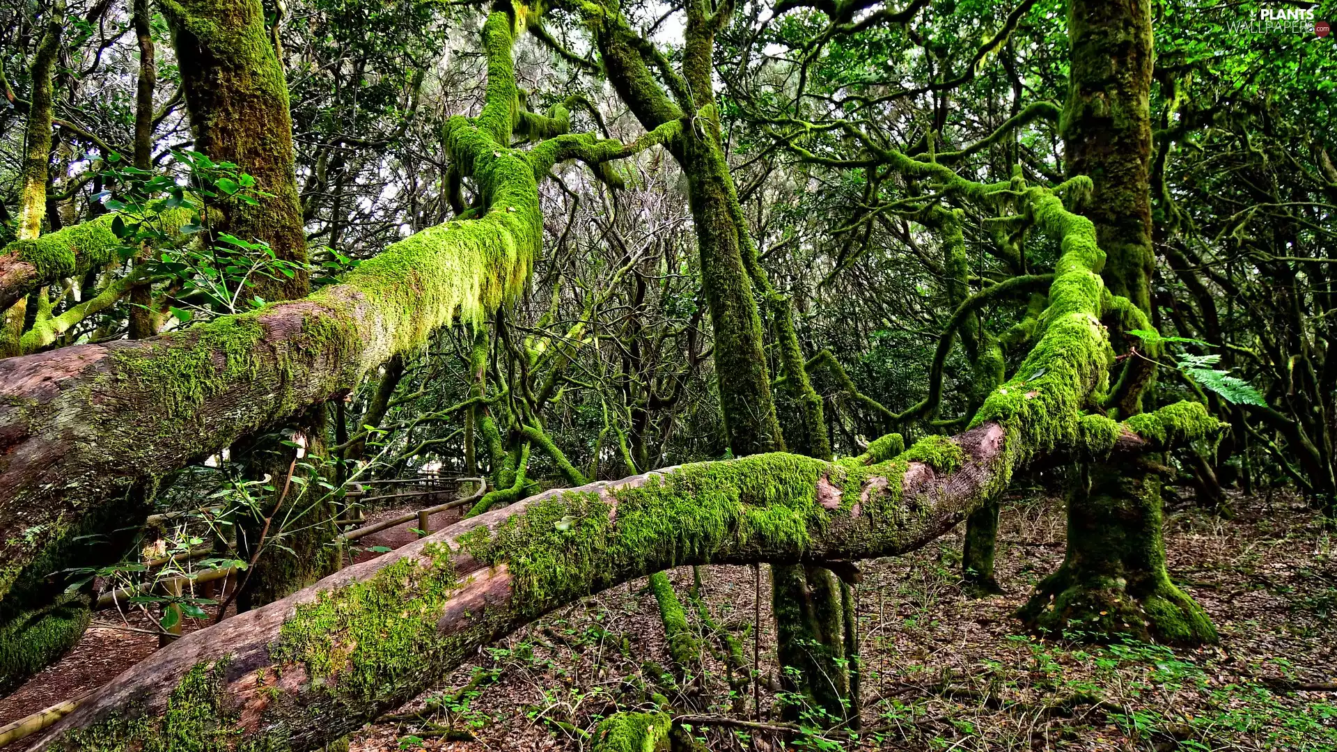 trees, viewes, mossy, branches, forest