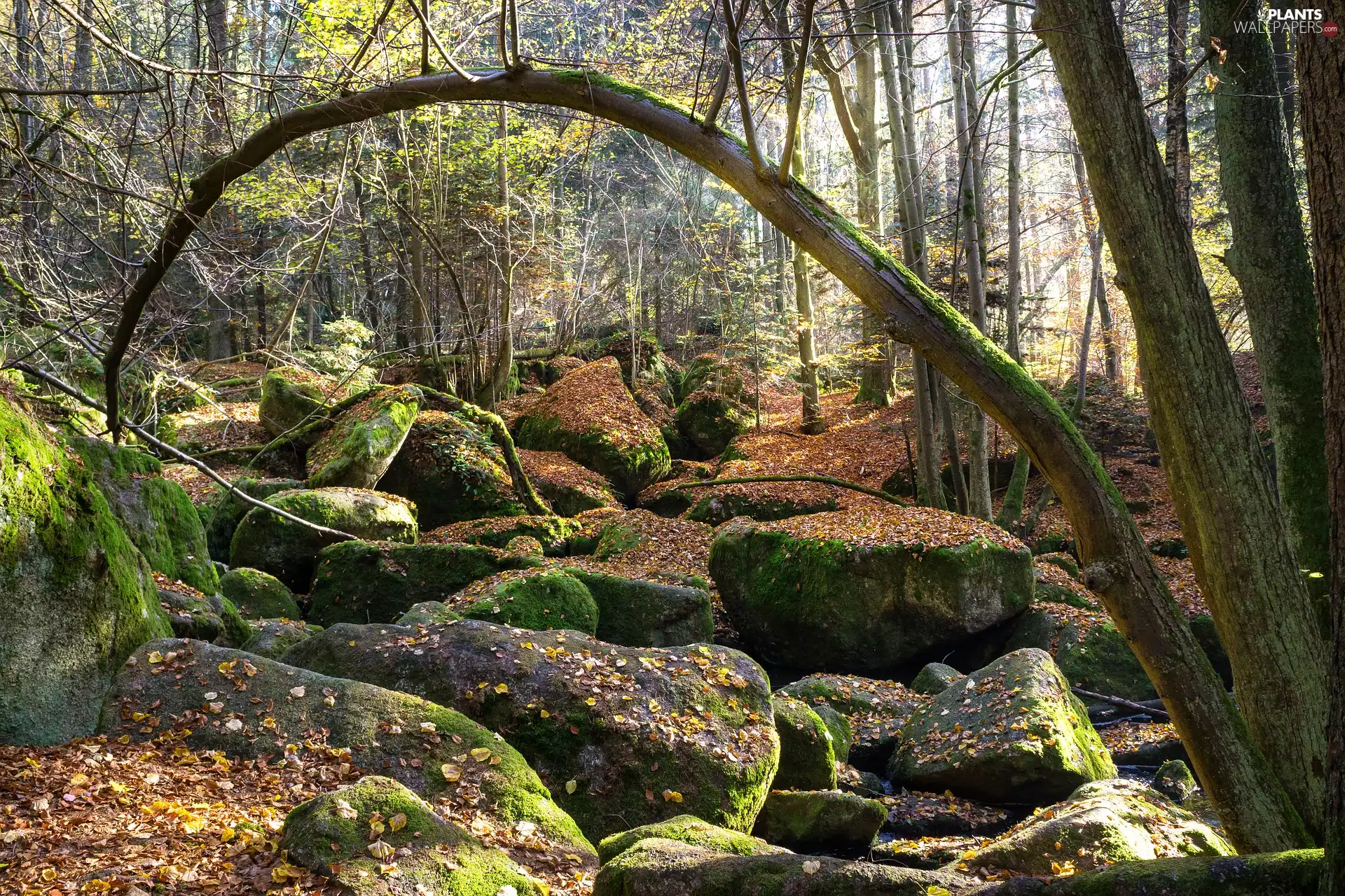 Stones, forest, trees, viewes, boulders, mossy
