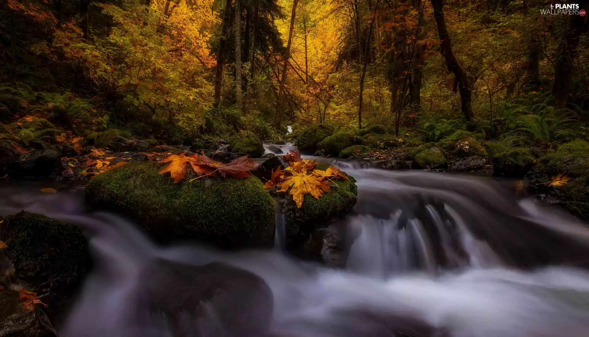 River, trees, mossy, viewes, forest, Leaf, Stones