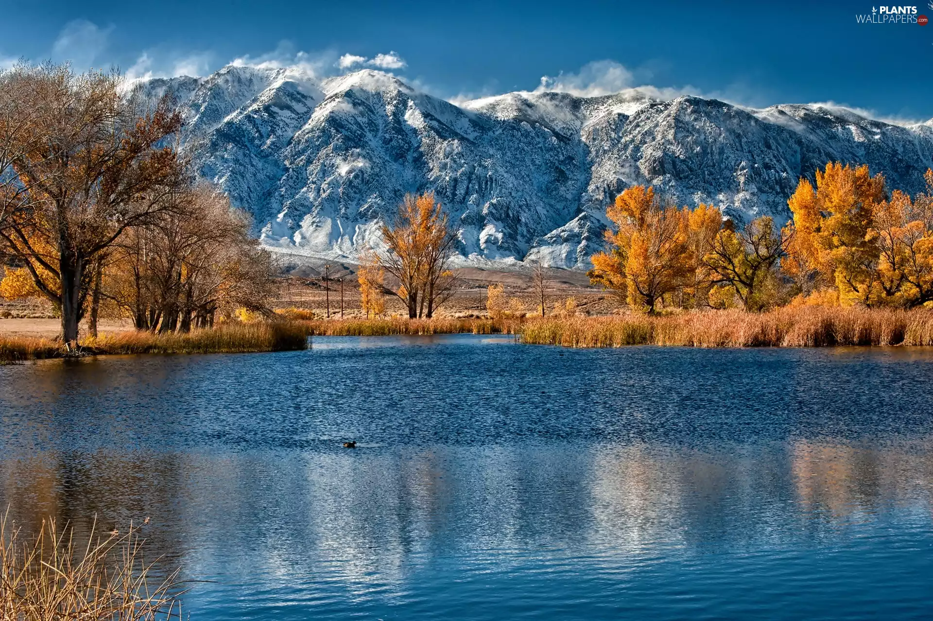 trees, viewes, Mountains, lake, autumn