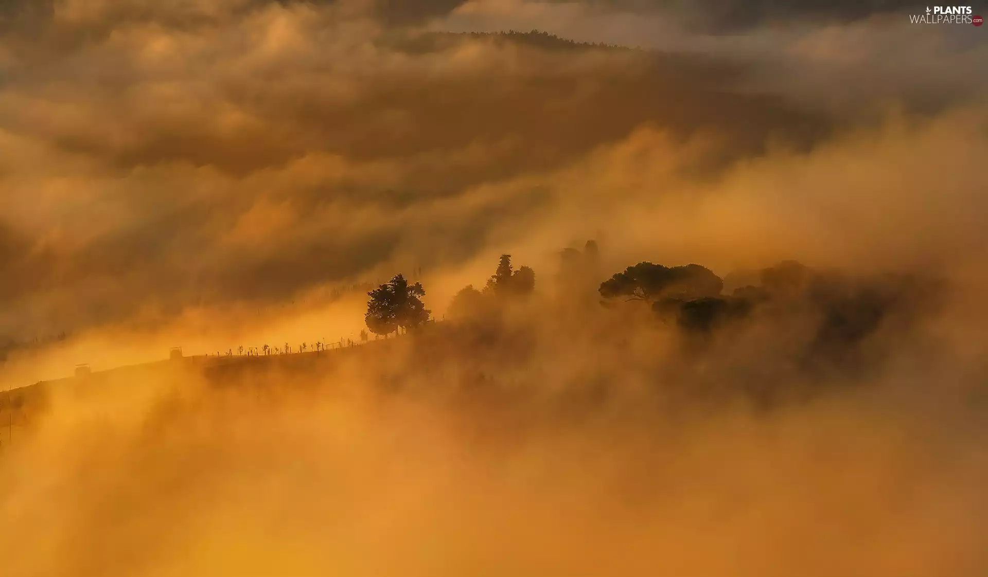 trees, viewes, Mountains, clouds, Fog