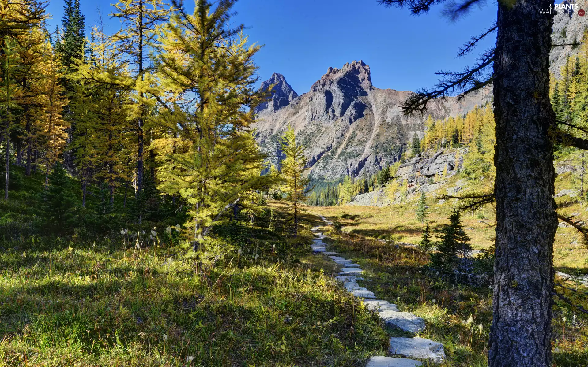 trees, viewes, Mountains, Way, forest