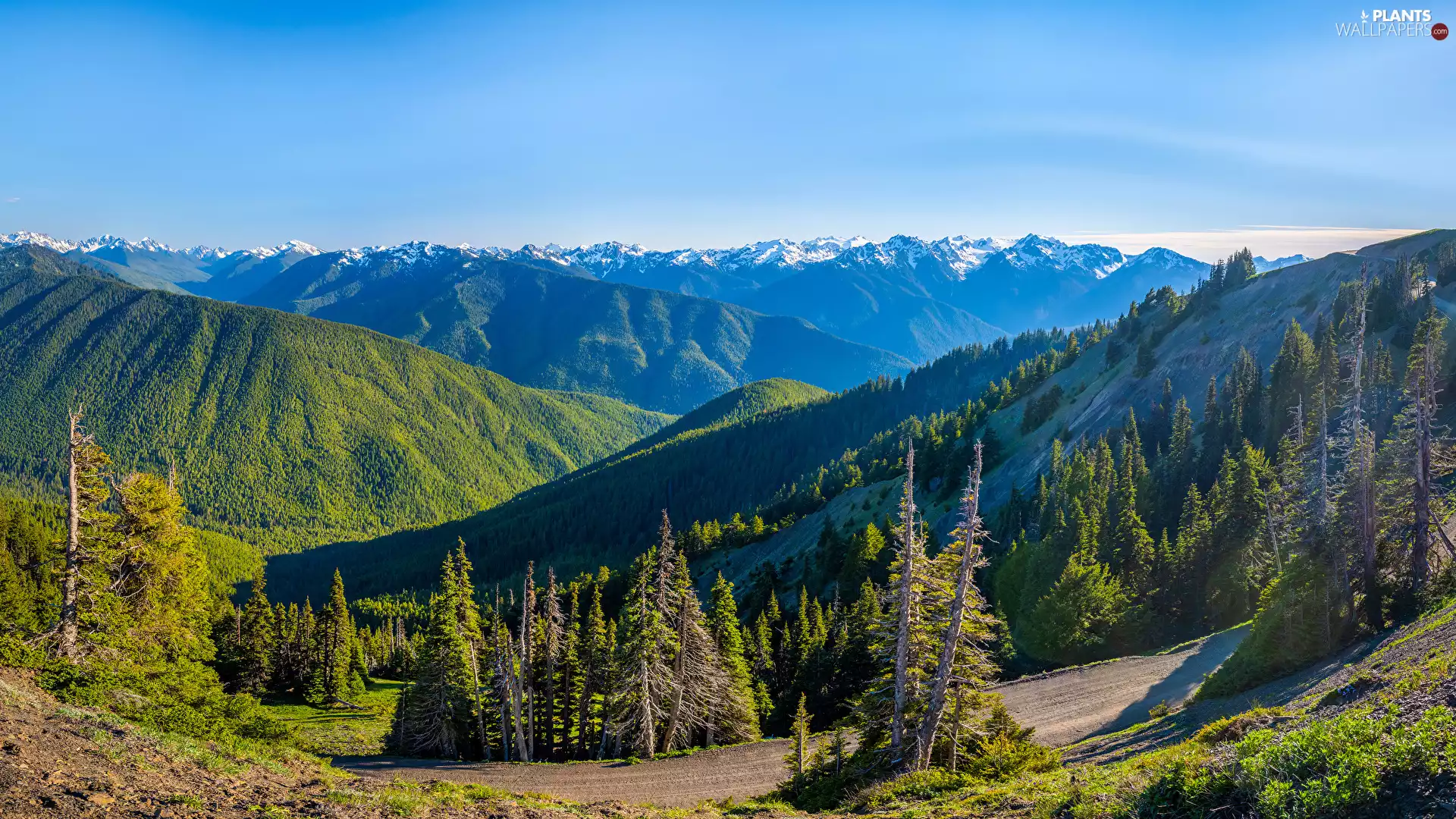 trees, viewes, Mountains, woods, forested