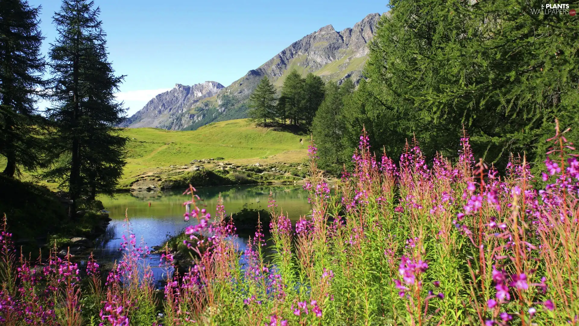 viewes, Mountains, Flowers, trees, lake