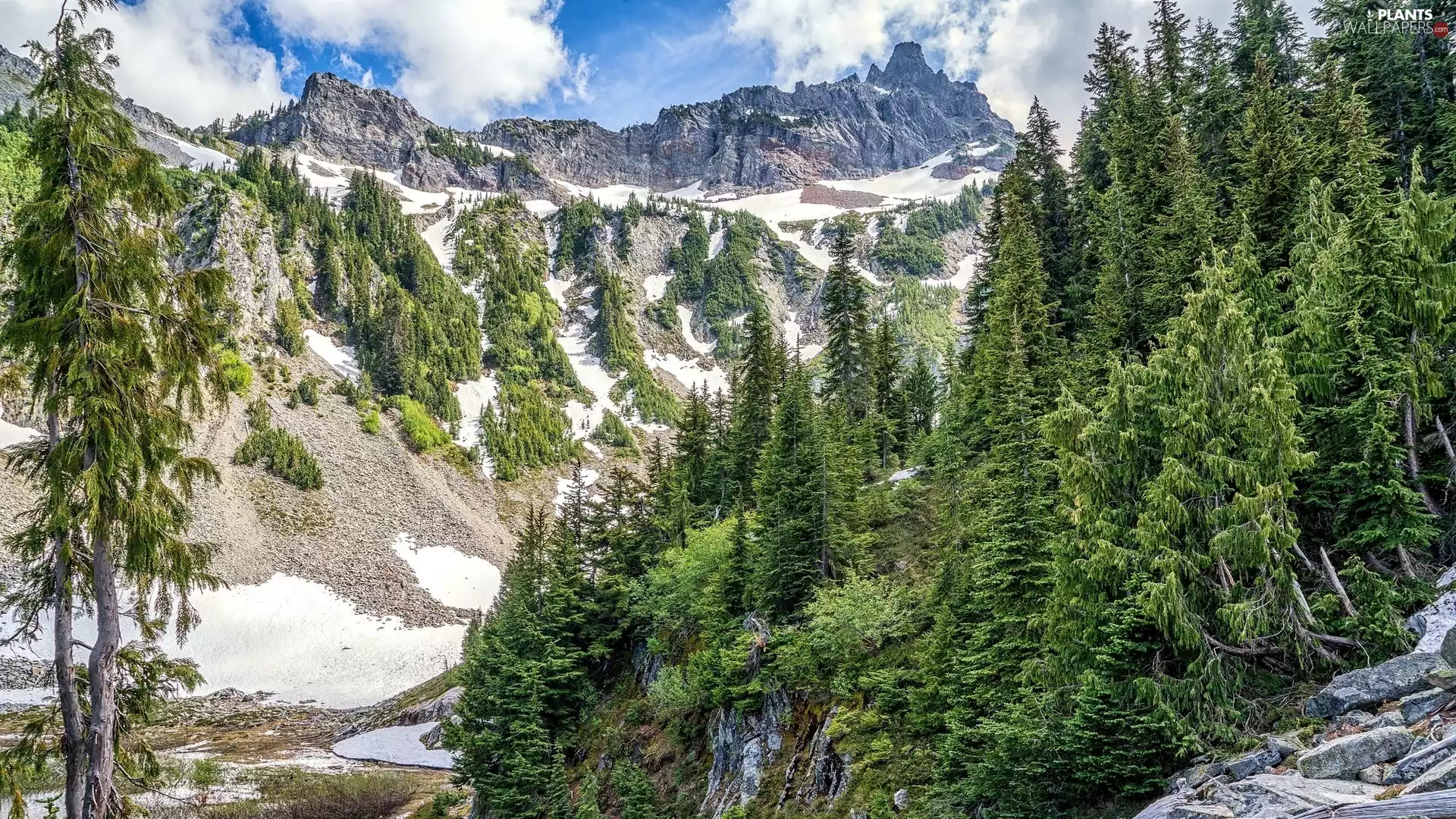 green ones, Mountains, viewes, Spruces, trees, snow