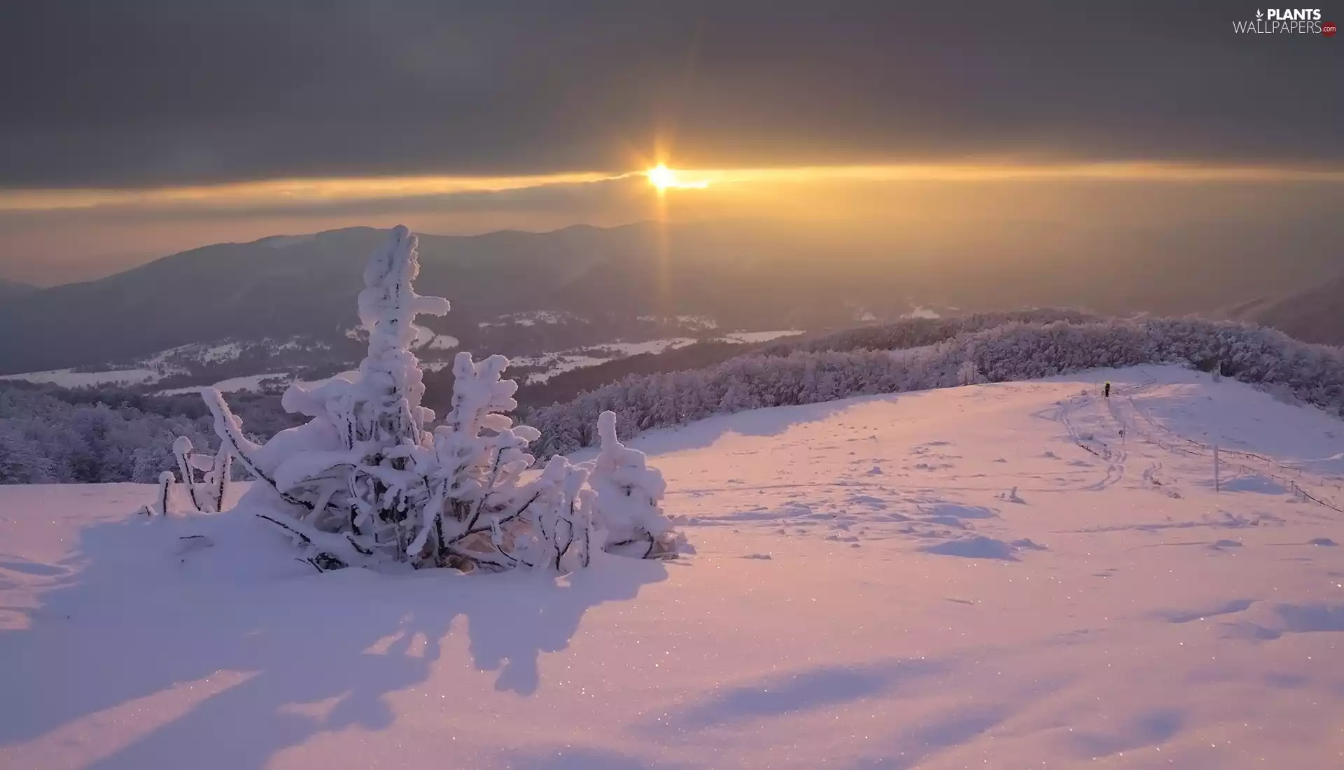 viewes, Bush, rays of the Sun, trees, winter, Mountains, Sunrise