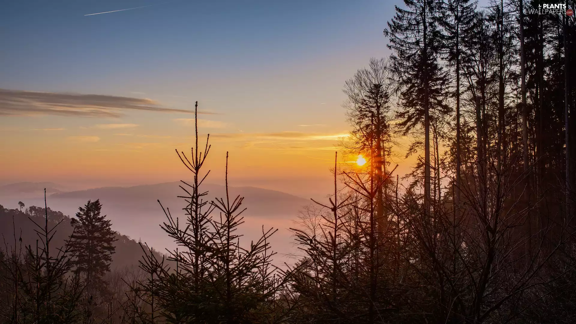 trees, viewes, Mountains, Fog, Sunrise