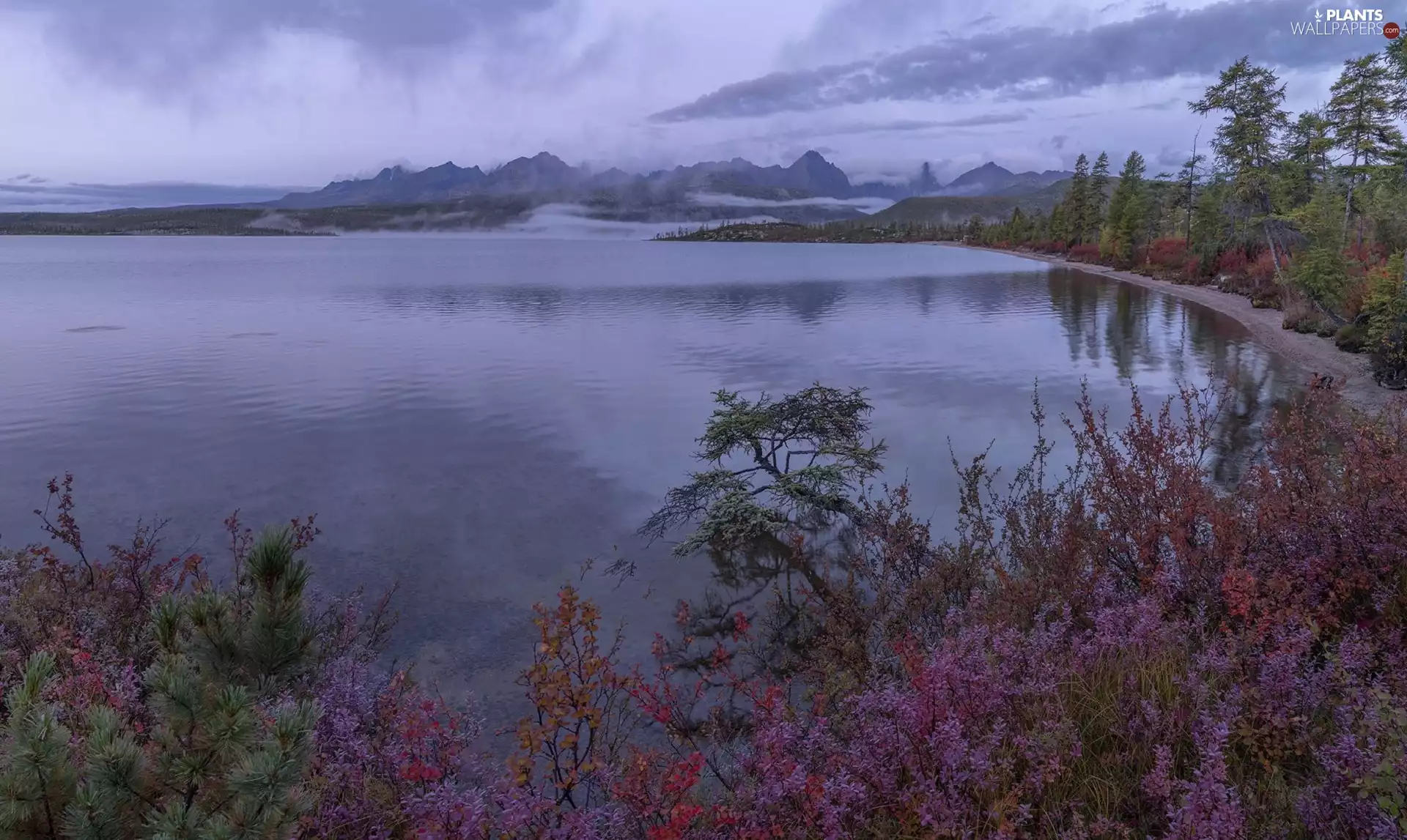 Fog, lake, trees, viewes, Bush, Mountains