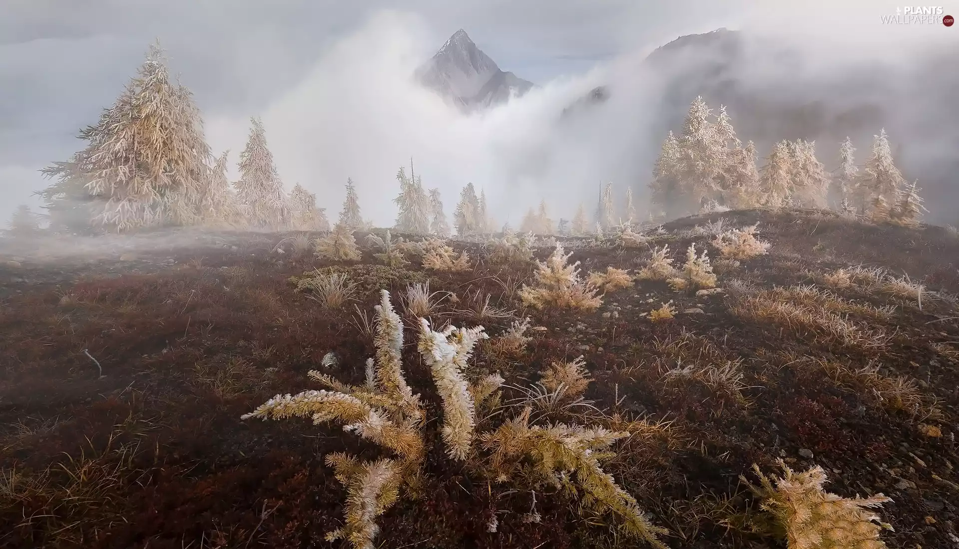 Fog, autumn, trees, viewes, Plants, Mountains