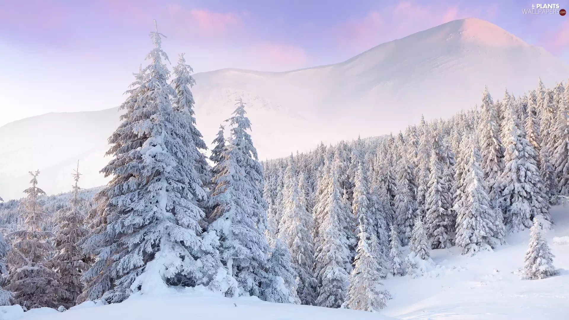 forest, winter, trees, viewes, Spruces, Mountains